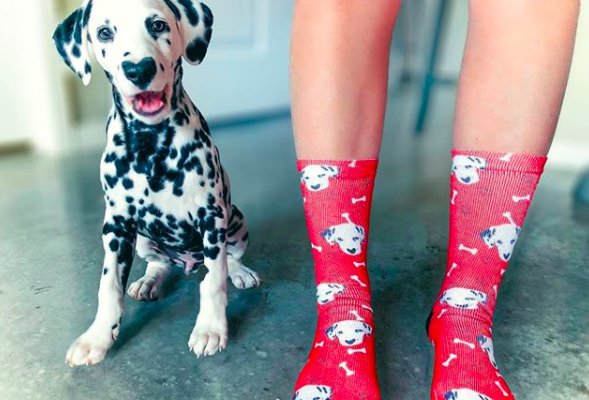 Illustration de l'article : Un chiot dalmatien fait le buzz sur internet grâce à la particularité de sa truffe !